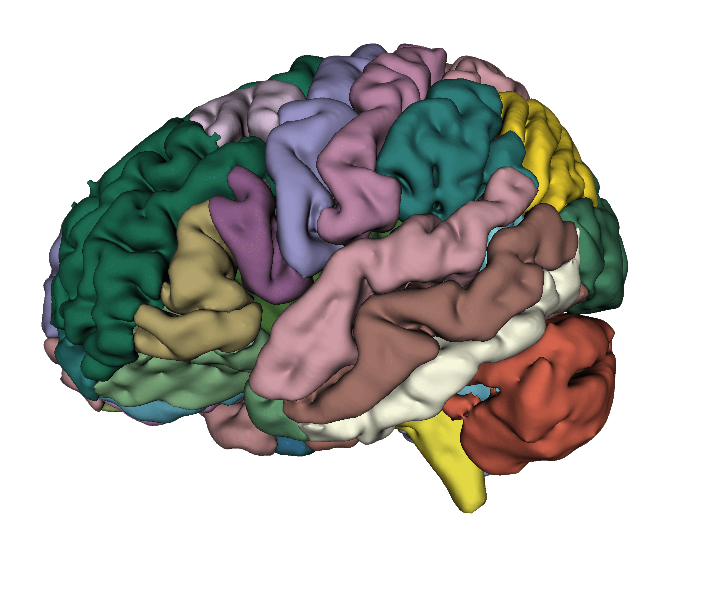 Hetalox brain segmentation